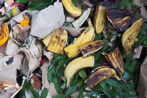 how-long-for-banana-to-decompose-in-compost banana decomposition in compost