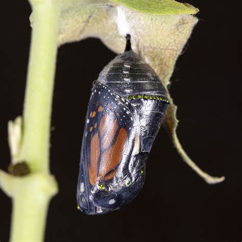 how-long-for-butterfly-to-emerge-from-chrysalis butterfly emerge from chrysalis