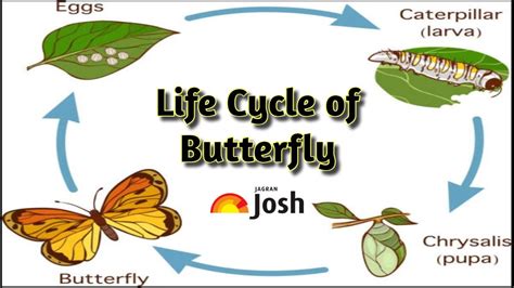 caterpillar-to-butterfly-time