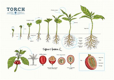 coffee plant growth to beans