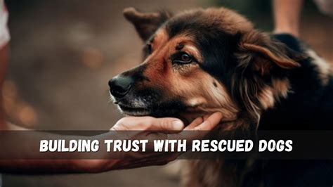 how-long-for-rescued-animal-to-trust-humans rescued animal trust building