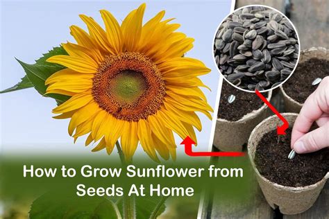 how-long-for-sunflower-to-grow-from-seed-to-bloom grow sunflower seed to bloom