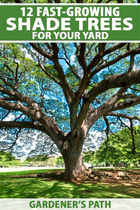 how-long-for-tree-to-grow-tall-enough-for-shade tree providing shade growth stages