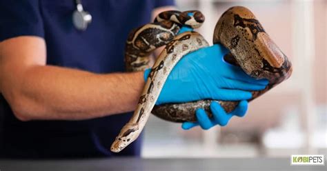 person caring for exotic pets