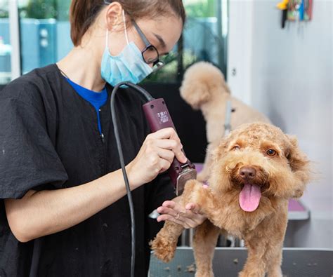 how-long-to-become-good-at-pet-grooming-like-classy-critters professional pet grooming