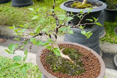 growing-bonsai-tree-from-seed