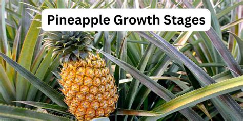 pineapple growth stages plant to harvest