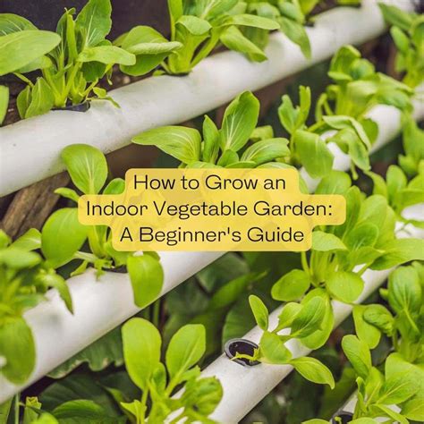 growing-vegetable-garden-from-seed