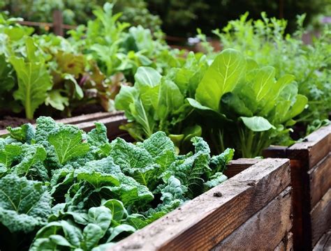 grow vegetable garden