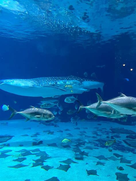 Georgia Aquarium marine species identification