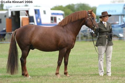 Sovereign horse breed