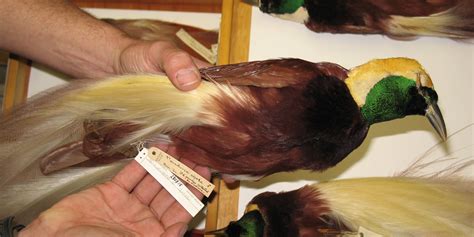 collecting rare animal specimens