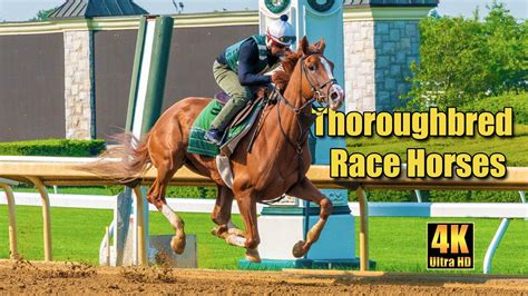 thoroughbred racehorse training