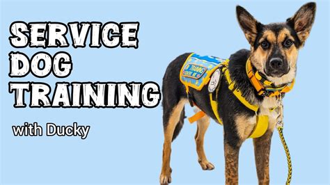 how-long-to-train-a-service-dog service dog training process
