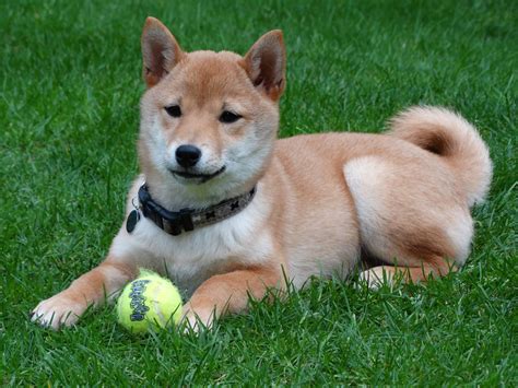 how-long-to-train-a-shiba-inu Shiba Inu dog training