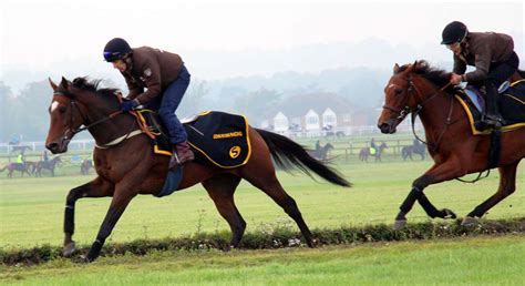racehorse training for competition