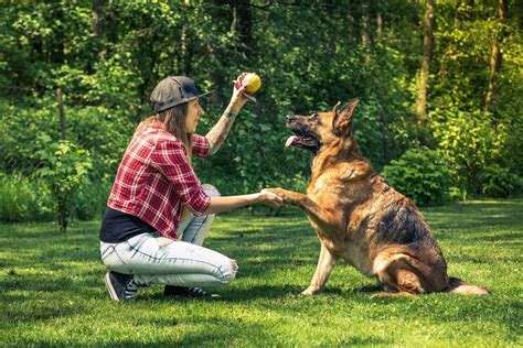 how-long-to-train-pet-with-classy-critters dog training with professional