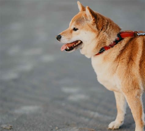 Shiba Inu dog training tricks