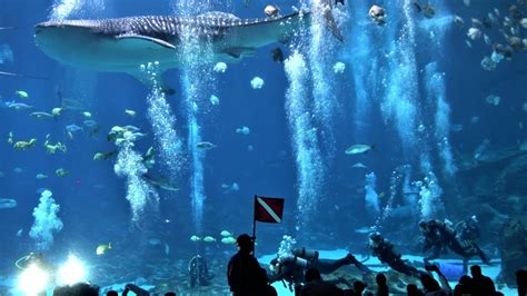 Georgia Aquarium exhibits